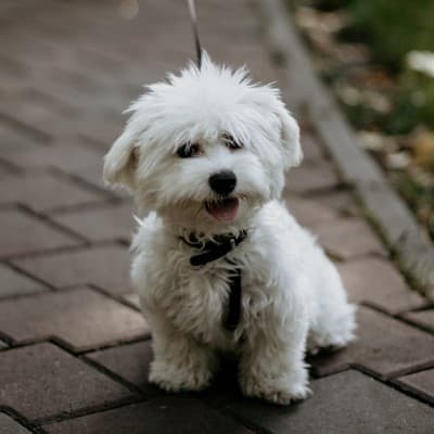 강아지-비숑-프리제의-사진 {caption: Unsplash-Elisei-Abiculesei}