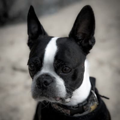 보스턴테리어-강아지의-사진 {caption: Unsplash- Casey-Horner}