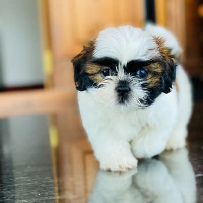 시츄의-사진 {caption: 귀염쟁이 시츄 Unsplash-Varun-Kumar-e.k}