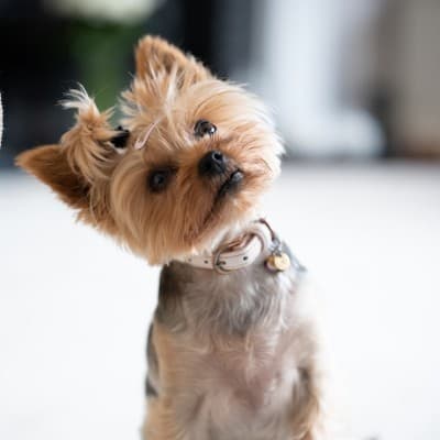 강아지-요크셔테리어의-사진 {caption: Unsplash-Matt-Walsh}