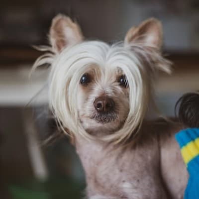 차이니스-크레스티드-사진 {caption: 차이니스-크레스티드 Unsplash-maria-joao-correia}