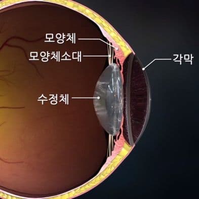crystalline {caption: 눈의 구조}