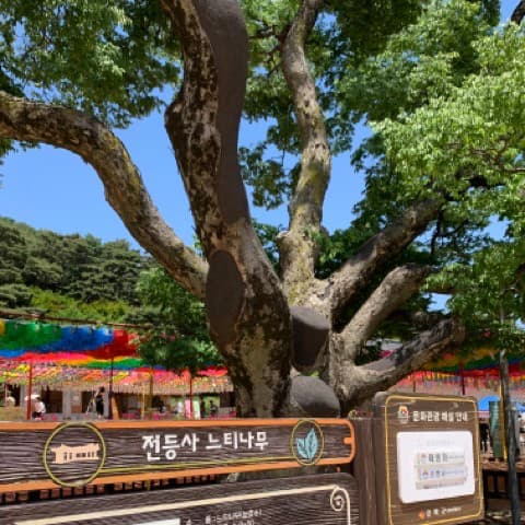 전등사-느티나무-사진 {caption: 엄청 큰 느티나무}