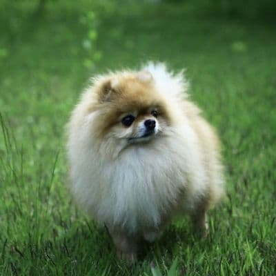 강아지 목줄의 종류 - 나의 반려견에게 맞는 목줄은?